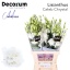 product/img.floraplaza.nl/LEUSCELC-LIVE_fotos-0x78E2BEB48A679026E4320B2BF6C5E52634450A9E.jpg