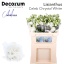 product/img.floraplaza.nl/LEUSCELC-LIVE_fotos-0xECF2C2437F45BEF2462F5698647B3612CDFD1C8D.jpg