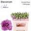 product/img.floraplaza.nl/LEUSCELG-LIVE_fotos-0x70B1FC789DCBEAD1DDF3EB5FA2A88FC478E1AC3D.jpg