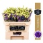 product/img.floraplaza.nl/LEUSCOB-LIVE_fotos-0xF952219320CB7D338A614ED4010E47A183FDFF55.jpg