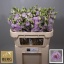 product/img.floraplaza.nl/LEUSCOL-LIVE_fotos-0x0F71C342873DC66CC8EA8CC59370DAF8F89F395E.jpg