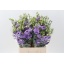 product/img.floraplaza.nl/LEUSCOL-LIVE_fotos-0x1B0F21B771FC6F6217D68C9A93E6AD99B9718562.jpg