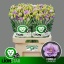 product/img.floraplaza.nl/LEUSCOL-LIVE_fotos-0x2673BD3FAD83FE2EC5BDC043C714E914EAEEF0C5.jpg
