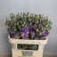 product/img.floraplaza.nl/LEUSCOL-LIVE_fotos-0x4C5D91D83B36C1B13C07389F012EE84637C45AFE.jpg