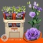 product/img.floraplaza.nl/LEUSCOL-LIVE_fotos-0xB16670B1180B58ADFC0CA0AEA4E749856A1A4DA4.jpg