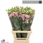 product/img.floraplaza.nl/LEUSCOLP-LIVE_fotos-0x852B4852A83A84A160E92260CF95EC8867BEBA68.jpg