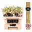 product/img.floraplaza.nl/LEUSCROBRIK-LIVE_fotos-0xDB4CE5050EAA344C668974279DD0E0998101CFEE.jpg