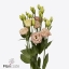 product/img.floraplaza.nl/LEUSLISA-ART_fotos-VBN120000-vbn126213.jpg