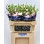 product/img.floraplaza.nl/LEUSLISLP-LIVE_fotos-0x363111C4D1A2B6C8B7F2BABDA4676B48AB18612B.jpg