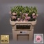 product/img.floraplaza.nl/LEUSLISLP-LIVE_fotos-0x3CE3B8BA14ED09ECF5944CC92C37BAE2D30F26A6.jpg