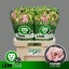 product/img.floraplaza.nl/LEUSLISLP-LIVE_fotos-0x78C3B1EBC6D3109CAD20065E20B76ACC767CB98B.jpg