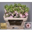 product/img.floraplaza.nl/LEUSLISLP-LIVE_fotos-0x7E047457F3369359678A84819480E6FB1258B22E.jpg