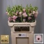 product/img.floraplaza.nl/LEUSLISLP-LIVE_fotos-0x8451025043C3C97F8881B3F485B515D8795E2A9D.jpg