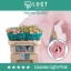 product/img.floraplaza.nl/LEUSLISLP-LIVE_fotos-0x8F0D5712F3CBF1B014302A865D979A37BE86D040.jpg
