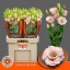 product/img.floraplaza.nl/LEUSLISLP-LIVE_fotos-0x95123FF024A0C4649BF25A0F3FBB00A66646F54E.jpg