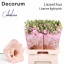 product/img.floraplaza.nl/LEUSLISLP-LIVE_fotos-0xC641F2640309D3FE902FB3E9599E083D5EF5D09C.jpg