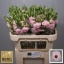product/img.floraplaza.nl/LEUSLISLP-LIVE_fotos-0xE8A123E3540B81FEE29E7AACE31FA27EA91F2FDC.jpg