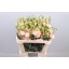 product/img.floraplaza.nl/LEUSMEGCHA-LIVE_fotos-0xAA0435DA72F4BECD01471F0425F756987D75B9B4.jpg