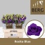 product/img.floraplaza.nl/LEUSROBLU-LIVE_fotos-0xC49D3C4D65330DC7009A23194F029DDD40A22169.jpg