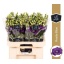 product/img.floraplaza.nl/LEUSROBLU-LIVE_fotos-0xE17FC8DED41FA38D5DEADEA35E36E75EA7B45CF4.jpg