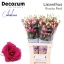 product/img.floraplaza.nl/LEUSROR-LIVE_fotos-0xAAA3075D25DF85138B07BD28B3BFD61920E19B66.jpg