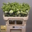 product/img.floraplaza.nl/LEUSROSIG-LIVE_fotos-0x1EBADDC943FFBE7C8757BB33A31BABA116932D31.jpg