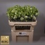 product/img.floraplaza.nl/LEUSROSIG-LIVE_fotos-0x31A00B531ACF24B7797B00627718E8343E081E05.jpg