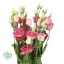 product/img.floraplaza.nl/LEUSROSP-LIVE_fotos-0xBE23903DD2D3AE640F92703A3ED226F9A40A197A.jpg