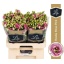 product/img.floraplaza.nl/LEUSROSP-LIVE_fotos-0xEB88B97CD302FFAEF6D12F8B233F6FA2DD41EC64.jpg