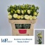 product/img.floraplaza.nl/LEUSROSYEL-LIVE_fotos-0xB794F3CAC06A11D38D579642BFF976116B37C160.jpg