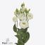 product/img.floraplaza.nl/LEUSROW-ART_Fotos-VBN-vbn20024.jpg