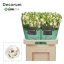 product/img.floraplaza.nl/LEUSROW-LIVE_fotos-0x417AFFA3FD48DFC45F9B55F91077B71669BEC9FE.jpg