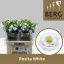 product/img.floraplaza.nl/LEUSROW-LIVE_fotos-0x44D833D2E48F076A0EA0AB6699FDA1D2002D16F5.jpg