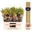 product/img.floraplaza.nl/LEUSSABO-LIVE_fotos-0x22D9B70C6804EA6DF4B49C68513969348DDF4D3E.jpg