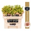 product/img.floraplaza.nl/LEUSSABO-LIVE_fotos-0x8303F94DD564DA04D135620A8D9A88B116C68BE4.jpg