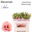 product/img.floraplaza.nl/LEUSSABO-LIVE_fotos-0x90B7B4D4E7C67E6CAAF600DBAE7DF6F069079A33.jpg