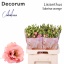 product/img.floraplaza.nl/LEUSSABO-LIVE_fotos-0xDB2F0D7DBBB29C00D86227D188610B17ADA608C7.jpg