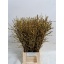 product/img.floraplaza.nl/LFOR6-LIVE_fotos-0xB25464B181337D5202525119321FFEC7736F8ABA.jpg