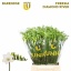 product/img.floraplaza.nl/LFREALBR-LIVE_fotos-0x86A038A01F5E6E7489687C058C5DA7EC754D4DDC.jpg
