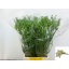 product/img.floraplaza.nl/LFREAVE-LIVE_fotos-0xA0B8B1C47847FC6EFE8BE8FF16C73B4CE9442F6D.jpg