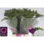 product/img.floraplaza.nl/LFREBLUB-LIVE_fotos-0x410923A7F7DE67DF6F1465A84296BBA4E39B0B48.jpg