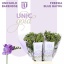 product/img.floraplaza.nl/LFREBLUB-LIVE_fotos-0x683FBAE25E7805689754DCC5938C935D50812A87.jpg