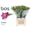 product/img.floraplaza.nl/LFRECOS-LIVE_fotos-0x614B0DC45934C14AAA7B1D9F05EFB2505B3BFFFF.jpg