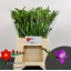 product/img.floraplaza.nl/LFRECOS-LIVE_fotos-0x654C730FE4D85B93E3F07D2AC7869BA0FEF45819.jpg