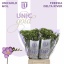 product/img.floraplaza.nl/LFREDELR-LIVE_fotos-0x2C6DB94115308DDE13C05E852A1F518741BE924F.jpg