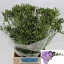 product/img.floraplaza.nl/LFREDELR-LIVE_fotos-0x4E8C015F1DC1A2E6FD74C85AC28E43F44DA991C9.jpg
