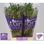 product/img.floraplaza.nl/LFREDELR-LIVE_fotos-0xC1CF6993C27C88117C4B78A7A090AD10AA995566.jpg
