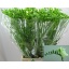 product/img.floraplaza.nl/LFREDIAR-LIVE_fotos-0xA55F2B37B41E0B289B081F7AB49D421FEE3D1F1C.jpg