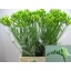 product/img.floraplaza.nl/LFREDIAR-LIVE_fotos-0xE5D3484E90BD29593A821F91AE6249B00EDEEF25.jpg