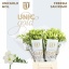 product/img.floraplaza.nl/LFREDIAR-LIVE_fotos-0xE7C272A84A832A4E1E00F617FCB9ADAACC3FE439.jpg
